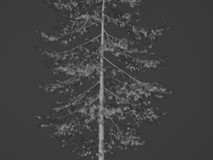 Tree Douglas fir Thick Model 3D