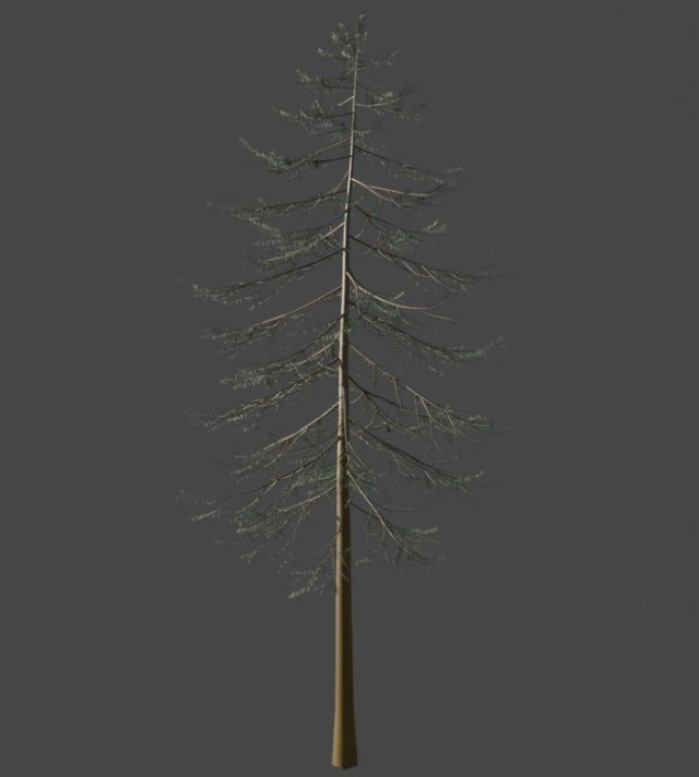 Tree Douglas fir Herringbone 3Dモデル .c4d .max .obj .3ds .fbx .stl .blend 