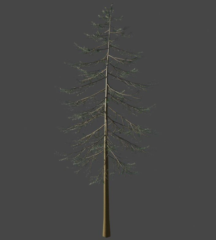 Tree Douglas fir Herringbone 3D Model .c4d .max .obj .3ds .fbx .stl .blend 