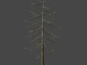 Tree Douglas fir Herringbone 3D Model