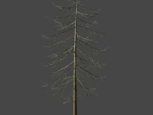 Дерево Дугласова ялиця Ялинка 3D Модель