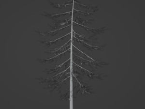 Tree Douglas fir Herringbone 3Dモデル