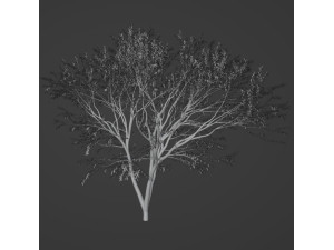 TreeJapanese maple 3D Model