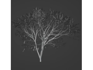 TreeJapanese maple 3D Model