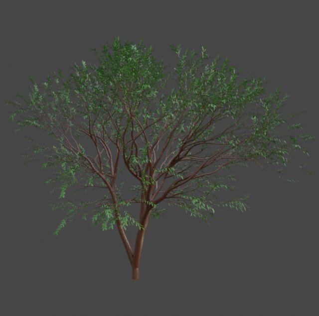 TreeJapanese maple 3D Model .c4d .max .obj .3ds .fbx .stl .blend 