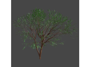 TreeJapanese maple 3D Model