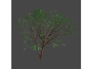 Дерево японський клен 3D Модель