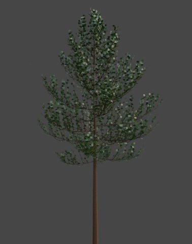 Tree Quaking aspen 3D Модель .c4d .max .obj .3ds .fbx .stl .blend 