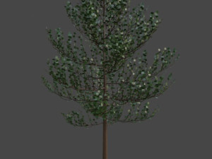 Tree Quaking aspen 3D Model