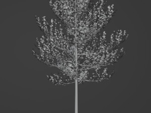 Tree Quaking aspen 3D Модель