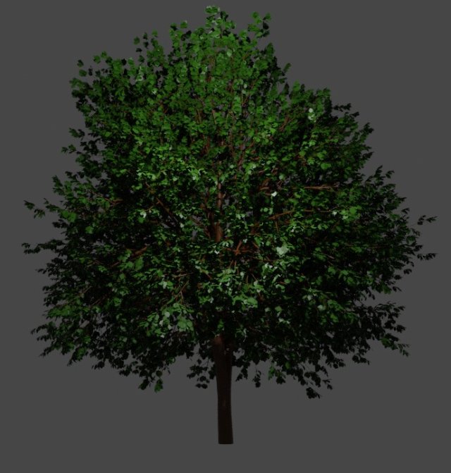 Tree Small maple Modelo 3D .c4d .max .obj .3ds .fbx .stl .blend 