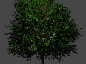 Tree Small maple 3D Model