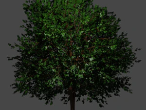 Дерево Малий клен 3D Модель