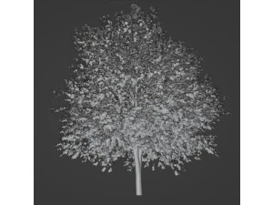 Tree Small maple 3D Model