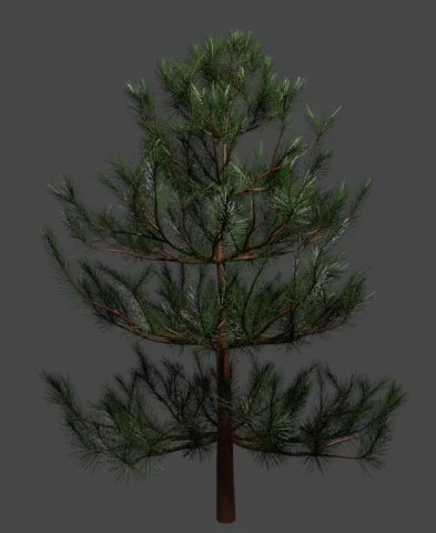 Boom Kleine den 3D Model .c4d .max .obj .3ds .fbx .stl .blend 