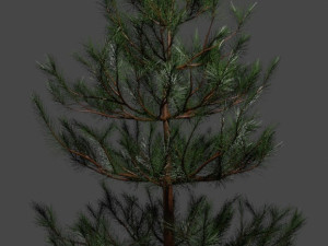 Tree Small pine 3D Model