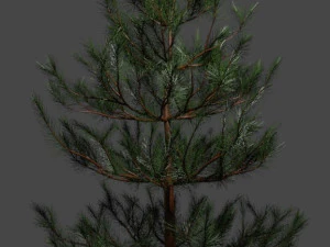 Дерево Невелика сосна 3D Модель