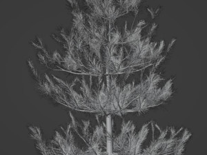 Tree Small pine Model 3D