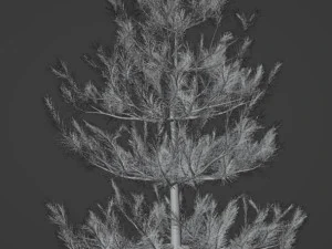 Boom Kleine den 3D Model