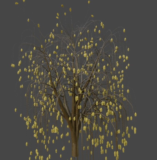 Tree Weeping willow Model 3D .c4d .max .obj .3ds .fbx .stl .blend 