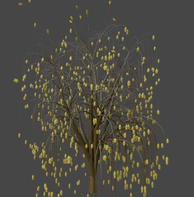 Tree Weeping willow 3D Model .c4d .max .obj .3ds .fbx .stl .blend 