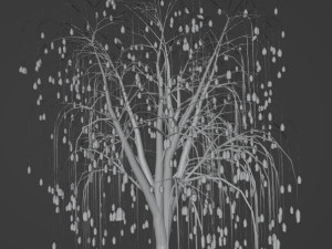 Tree Weeping willow Model 3D