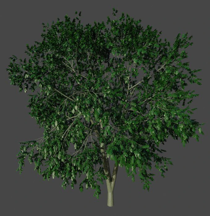 Tree White birch 3D Model .c4d .max .obj .3ds .fbx .stl .blend 