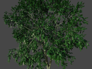 Tree White birch 3D Model