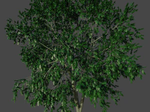 Pohon birch putih Model 3D