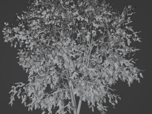 Tree White birch Modello 3D