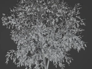 Tree White birch 3D Model