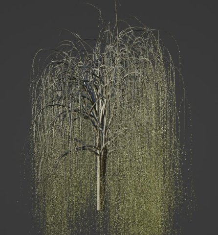 Tree Willow Model 3D .c4d .max .obj .3ds .fbx .stl .blend 