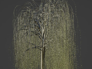 Tree Willow 3D Model