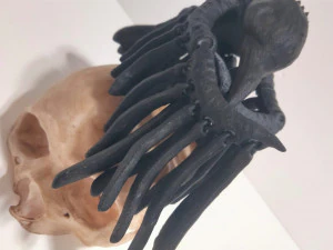 RAVEN CROW SKULL FLEXY 3D Print Model