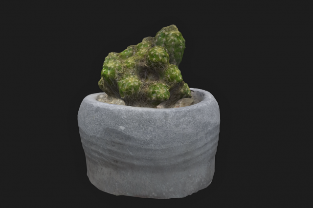 Cactus 3D 模型 .c4d .max .obj .3ds .fbx .stl .blend