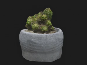 Кактус 3D Модель