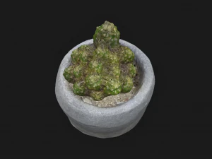 Cactus 3D Model