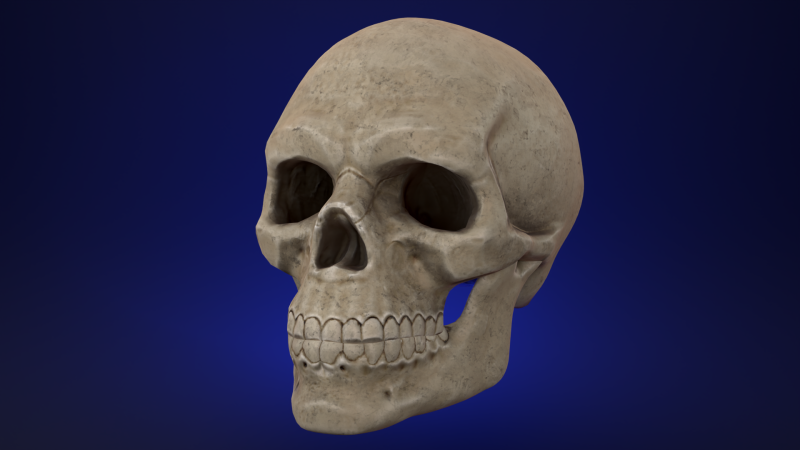Mid-Poly Skull Model 3D .c4d .max .obj .3ds .fbx .stl .blend 