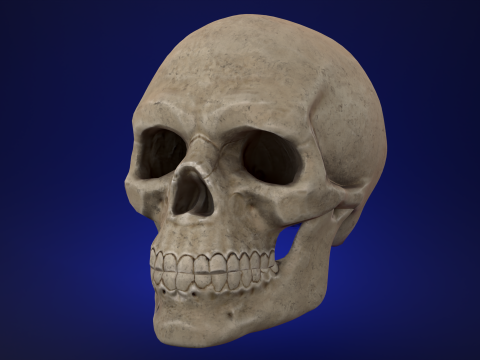 Mid-Poly Skull Modelo 3D