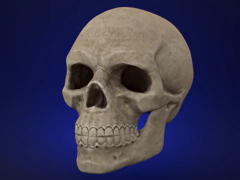 Cráneo de poli medio Modelo 3D
