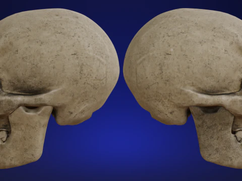 Mid-Poly Skull 3D Model
