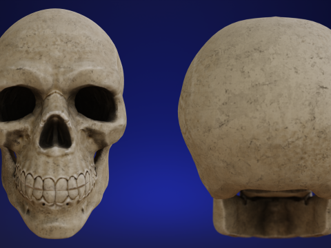 Mid-Poly Skull Model 3D