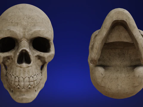 Mid-Poly Skull 3D Model