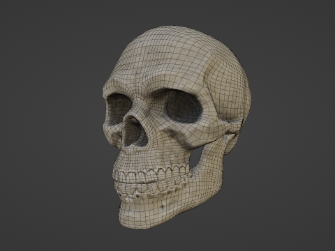 Mid-Poly Skull Model 3D