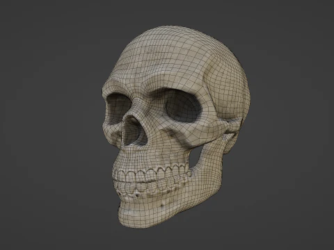Mid-Poly Skull 3D Model