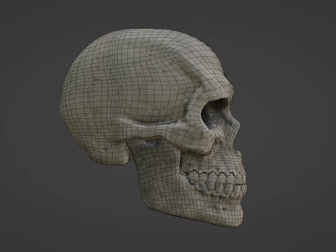 Mid-Poly Skull 3D Model