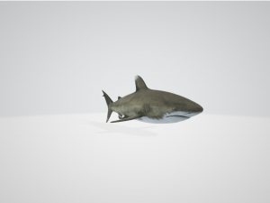 NeoShark 3D 模型