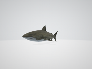 NeoShark Modello 3D