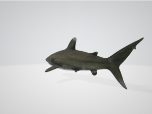 NeoShark Modello 3D