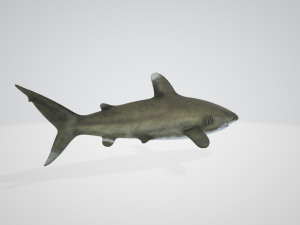 NeoShark Modello 3D
